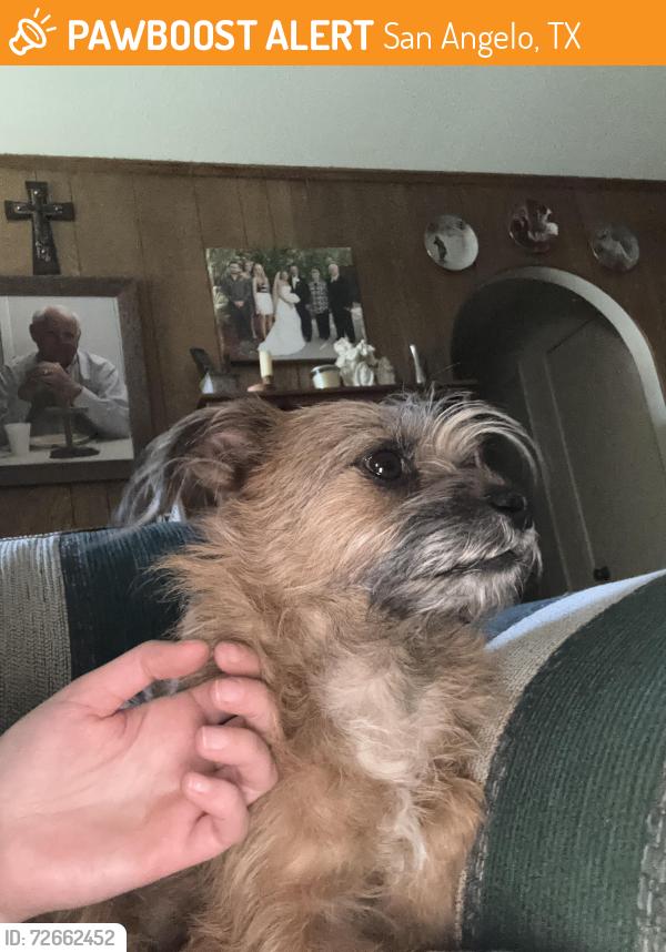 Found/Stray Male Dog last seen Honby lobby , San Angelo, TX 76903