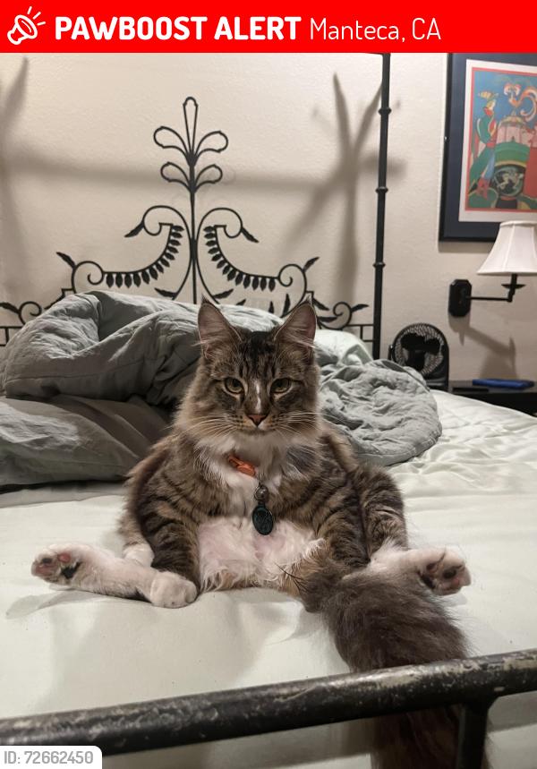 Lost Male Cat last seen Pestana, Manteca, CA 95336