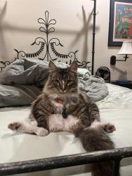 Lost Male Cat last seen Pestana, Manteca, CA 95336