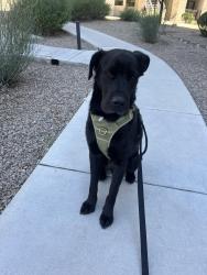Lost Male Dog last seen Near E 4th St, Tucson, AZ 85711