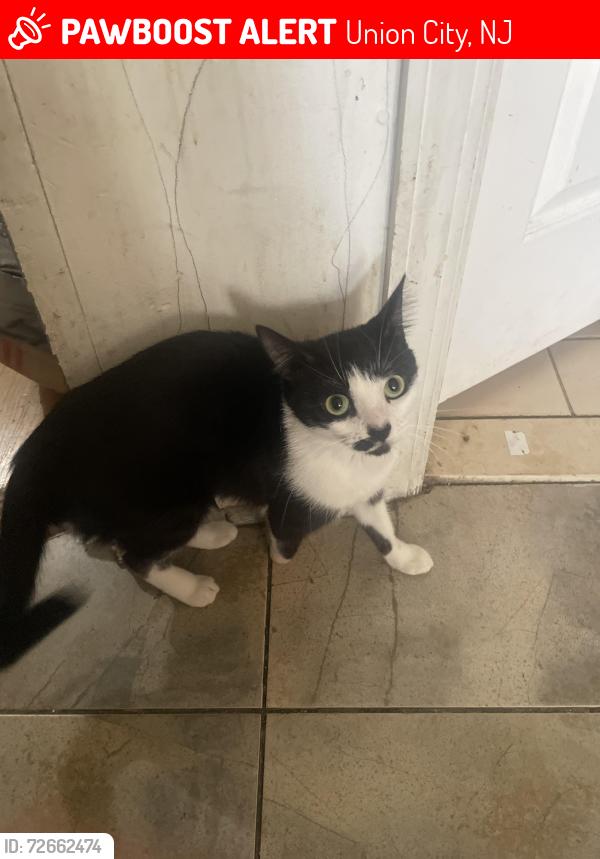 Lost Female Cat last seen Lincoln Street, Union City, NJ 07087