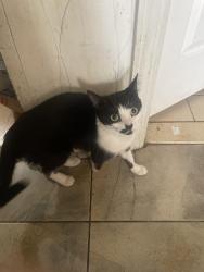 Lost Female Cat last seen Lincoln Street, Union City, NJ 07087