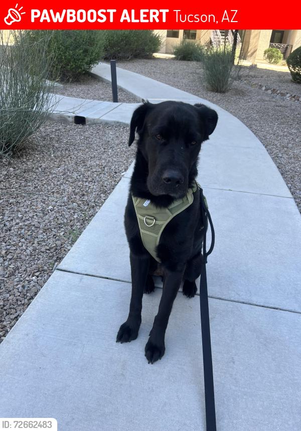 Lost Male Dog last seen Greasewood and West Longhorn Trl, Tucson, AZ 85745