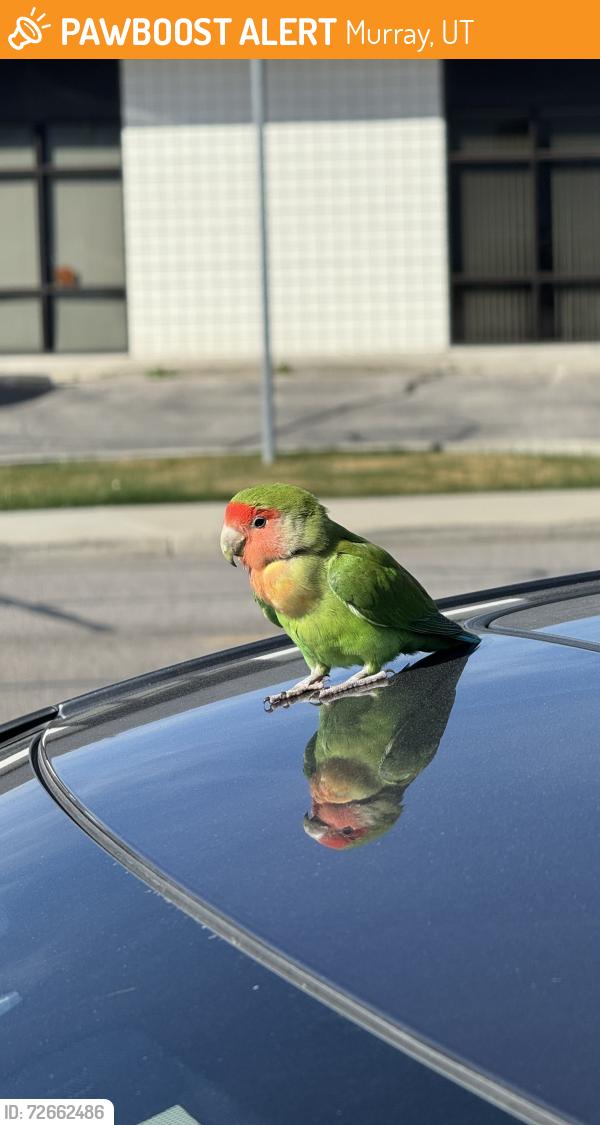 Found/Stray Unknown Bird last seen Tim Dahle Nissan, Murray, UT 84107
