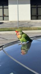 Found/Stray Unknown Bird last seen Tim Dahle Nissan, Murray, UT 84107