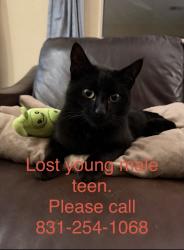 Lost Male Cat last seen Behind target Vista del Mar Dr, Watsonville, CA 95076