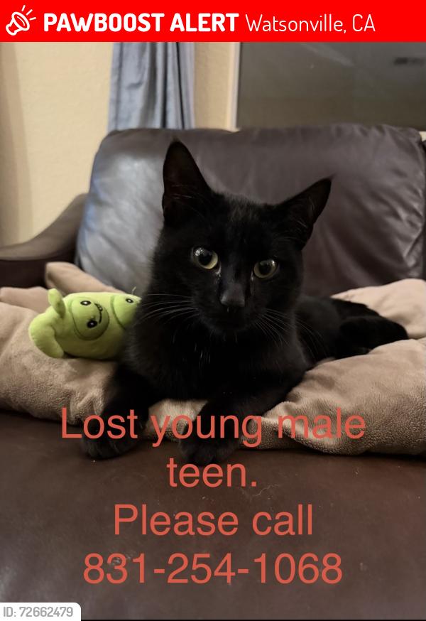 Lost Male Cat last seen Behind target Vista del Mar Dr, Watsonville, CA 95076