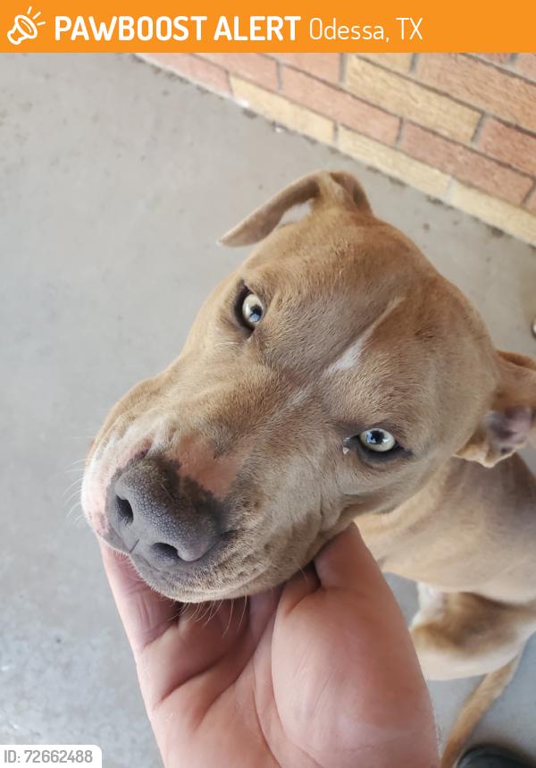 Found/Stray Male Dog last seen Grandview fairlane, Odessa, TX 79762