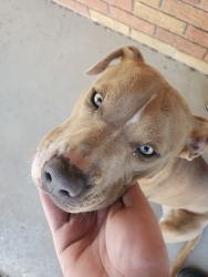 Found/Stray Male Dog last seen Grandview fairlane, Odessa, TX 79762