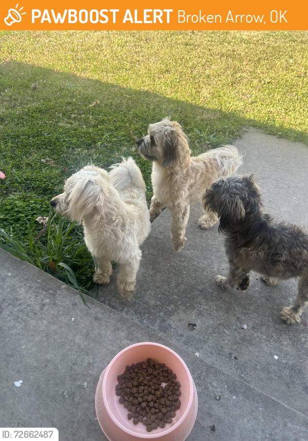 Found/Stray Unknown Dog last seen 193rd and Kenosha, Broken Arrow, OK 74014