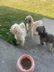 Found/Stray Unknown Dog last seen 193rd and Kenosha, Broken Arrow, OK 74014