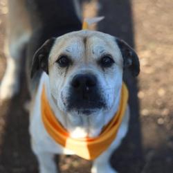 Shelter Stray Male Dog last seen SAENZ, San Antonio, TX 78227