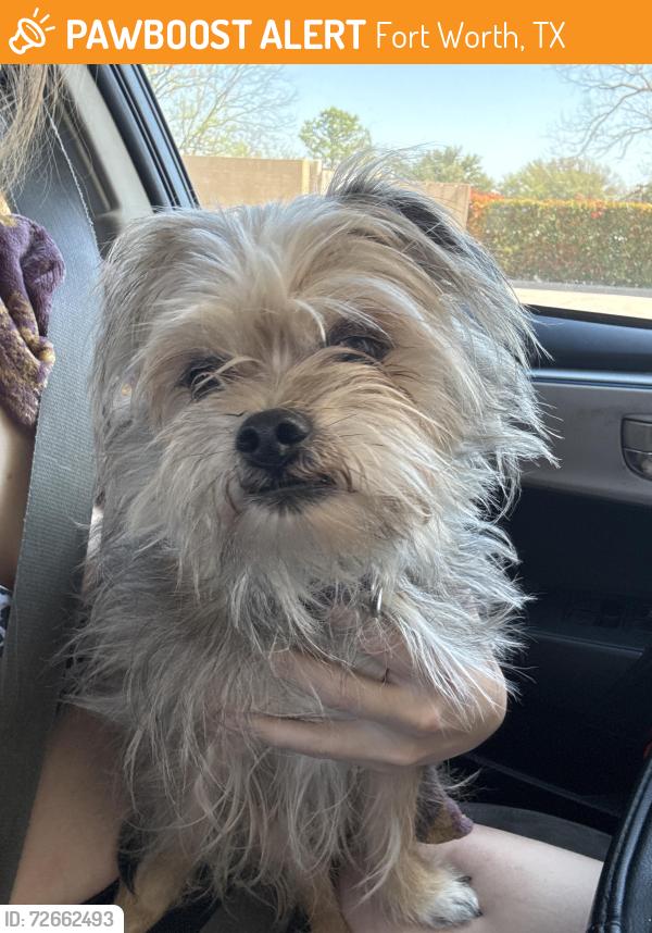 Found/Stray Male Dog last seen Softwind trail near the stop sign , Fort Worth, TX 76116