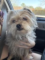 Found/Stray Male Dog last seen Softwind trail near the stop sign , Fort Worth, TX 76116
