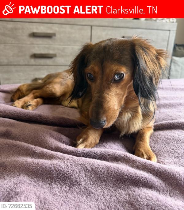 Lost Male Dog last seen Boyd’s Pumpkin Patch / TOA, Clarksville, TN 37043