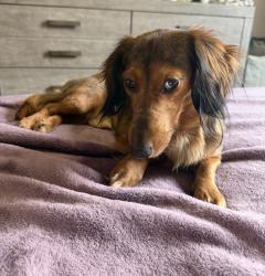 Lost Male Dog last seen Boyd’s Pumpkin Patch / TOA, Clarksville, TN 37043