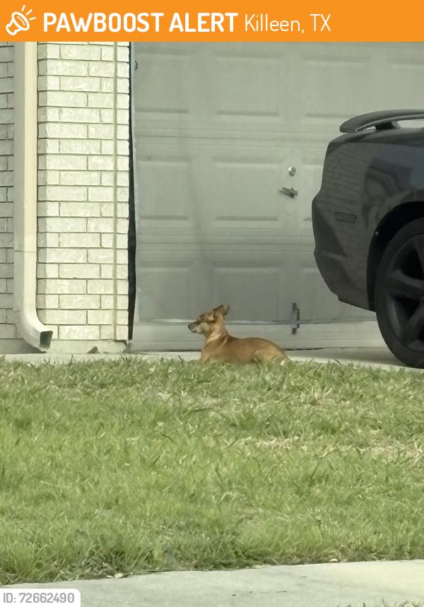 Found/Stray Male Dog last seen Jamesway, Killeen, TX 76542
