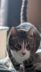 Lost Male Cat last seen 5th and Garfield or 5th and Arthur , Spokane, WA 99202