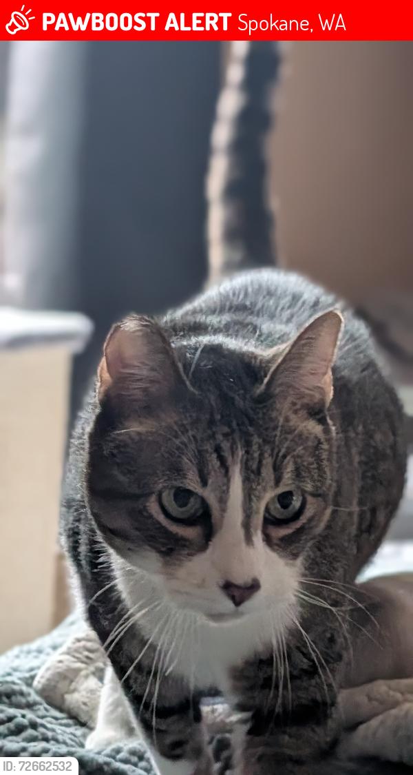 Lost Male Cat last seen 5th and Garfield or 5th and Arthur, Spokane, WA 99202
