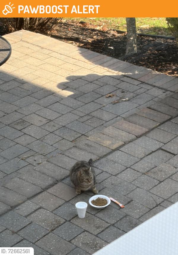 Found/Stray Unknown Cat last seen At the Grande at Springville , Mount Laurel Township, NJ 08054