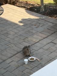 Found/Stray Unknown Cat last seen At the Grande at Springville , Mount Laurel Township, NJ 08054