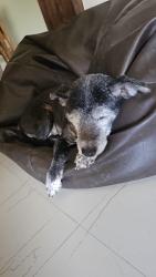Lost Female Dog last seen Jagathgiri gutta , Hyderabad, TS 