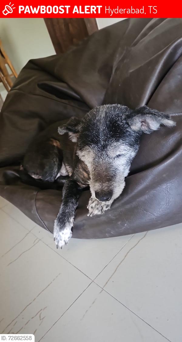 Lost Female Dog last seen Jagathgiri gutta , Hyderabad, TS 
