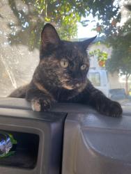 Lost Female Cat last seen Robinson ave X cypress blvd. , Riverside, CA 92503