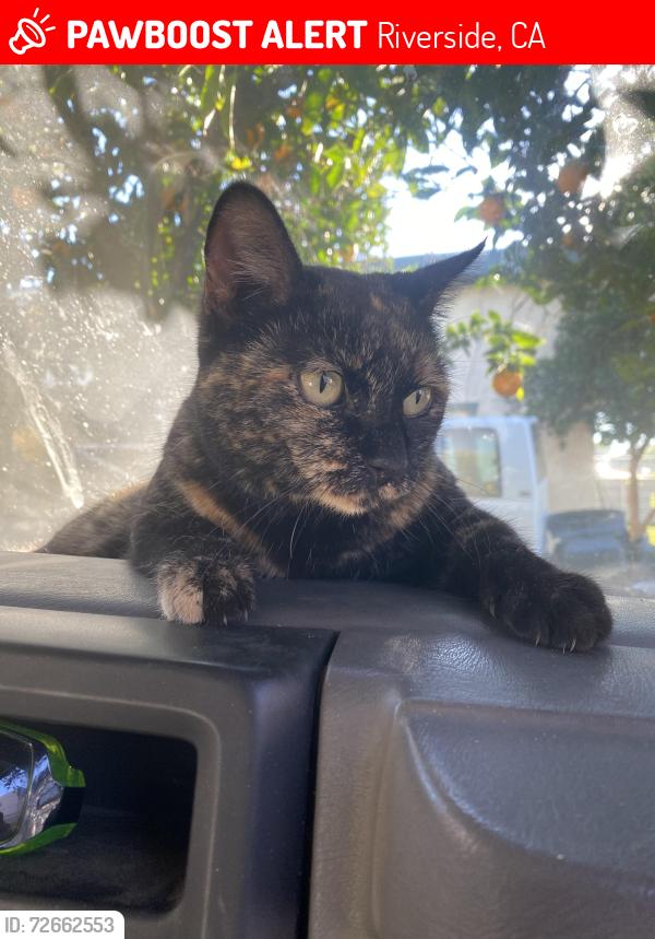 Lost Female Cat last seen Robinson ave X cypress blvd. , Riverside, CA 92503