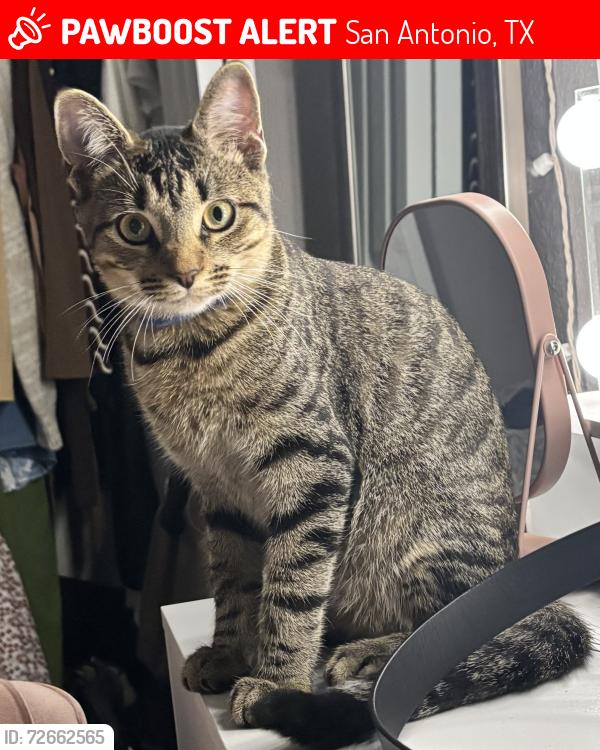 Lost Male Cat last seen Friendship Park area , San Antonio, TX 78219