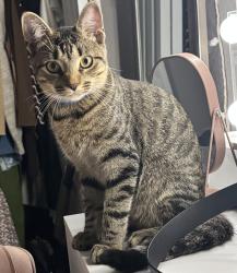 Lost Male Cat last seen Friendship Park area , San Antonio, TX 78219