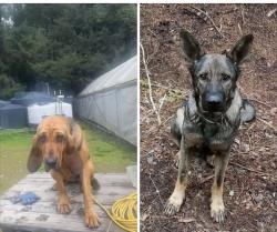 Lost Female Dog last seen Benbow , Benbow, CA 95542
