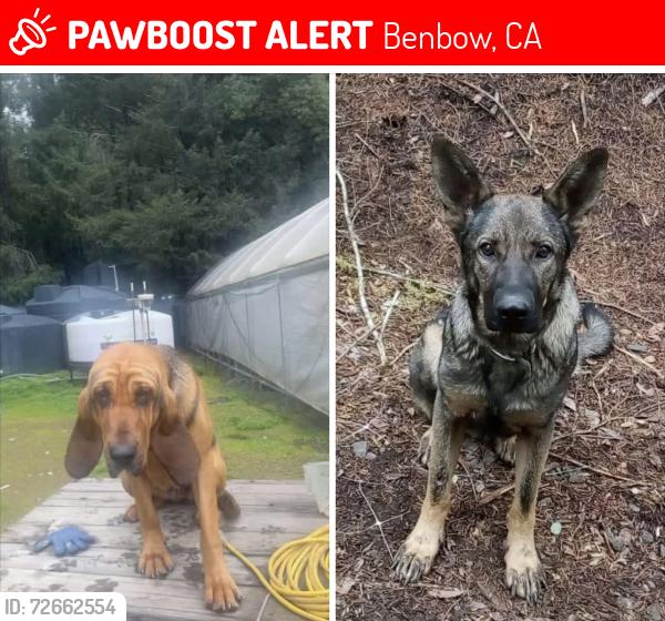 Lost Female Dog last seen Benbow , Benbow, CA 95542