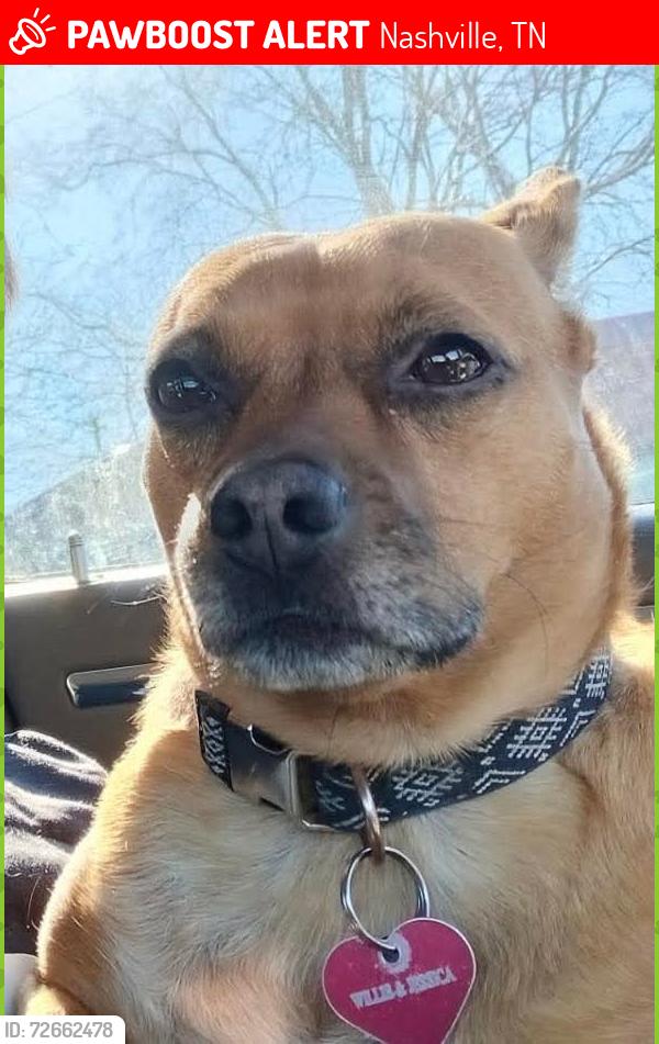 Lost Female Dog last seen Harding/Glen Cliff Area in Nashville Tennessee , Nashville, TN 37211