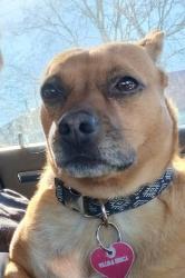 Lost Female Dog last seen Harding/Glen Cliff Area in Nashville Tennessee , Nashville, TN 37211
