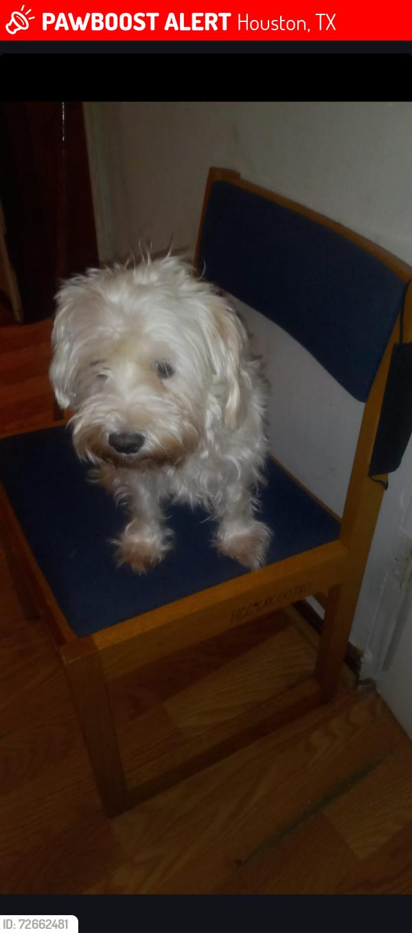 Lost Female Dog last seen Ella blvd, Houston, TX 77067