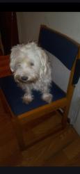 Lost Female Dog last seen Ella blvd, Houston, TX 77067