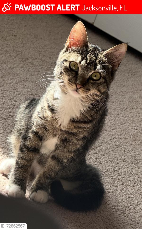 Lost Female Cat last seen Monument, Jacksonville, FL 32225