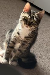 Lost Female Cat last seen Monument, Jacksonville, FL 32225