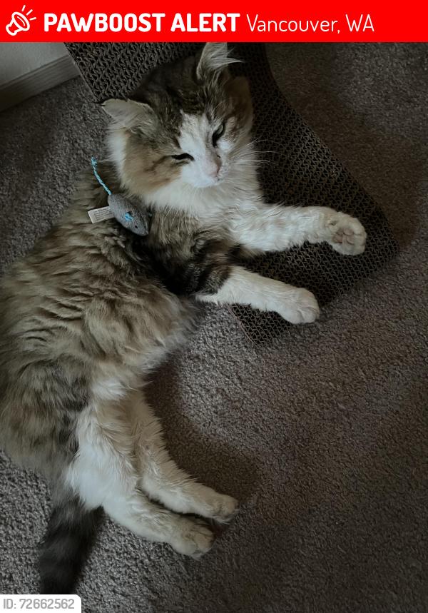 Lost Male Cat last seen Near NE 20th Ave, across from Safeway, Vancouver, WA 98686