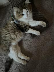 Lost Male Cat last seen Near NE 20th Ave, across from Safeway, Vancouver, WA 98686
