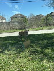 Lost Male Dog last seen Beamer & Dixie Farm Rd, Houston, TX 77002