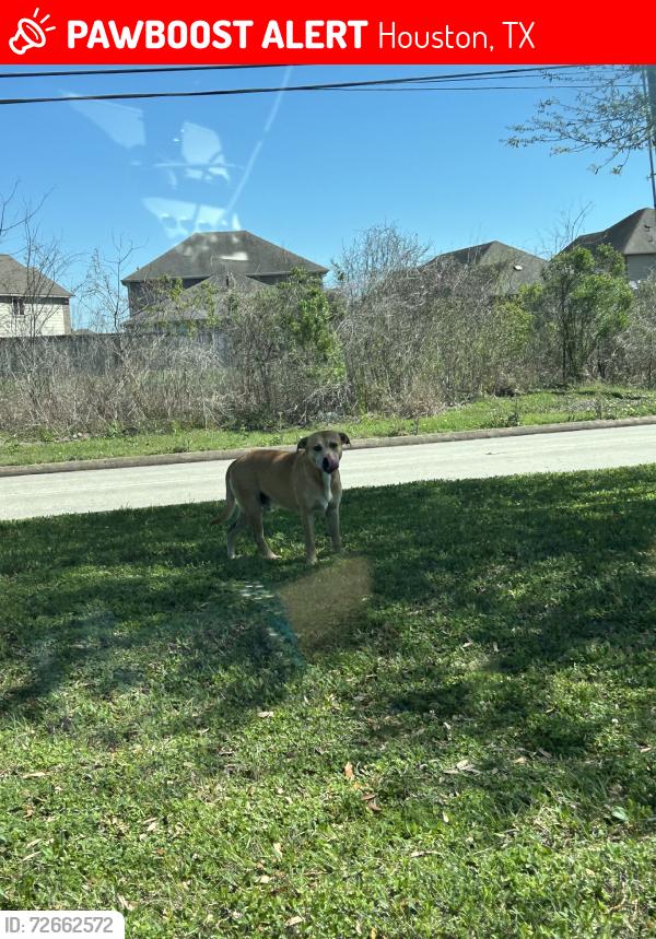 Lost Male Dog last seen Beamer & Dixie Farm Rd, Houston, TX 77002