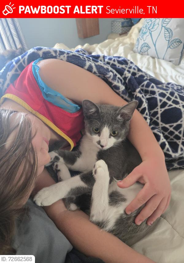 Lost Male Cat last seen Alex Bales Rd., Sevierville, TN 37764
