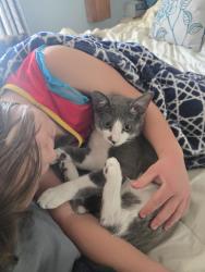 Lost Male Cat last seen Alex Bales Rd., Sevierville, TN 37764