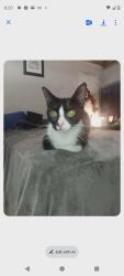 Lost Female Cat last seen Pierre and Richmond, Windsor, ON N9A 2L4
