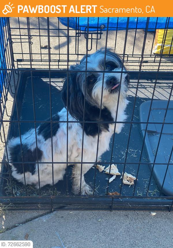 Found/Stray Male Dog last seen Del Coronado Way and Chandler Drive , Sacramento, CA 95828