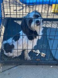 Found/Stray Male Dog last seen Del Coronado Way and Chandler Drive , Sacramento, CA 95828