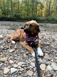 Lost Female Dog last seen Ido , Akron, OH 44301