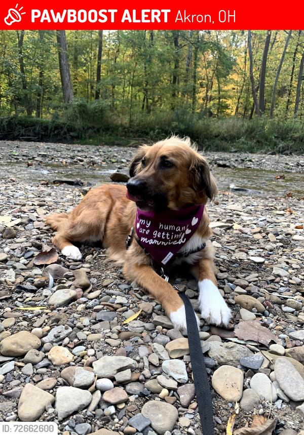 Lost Female Dog last seen Ido , Akron, OH 44301